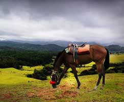 Honeymoon In Kodaikanal